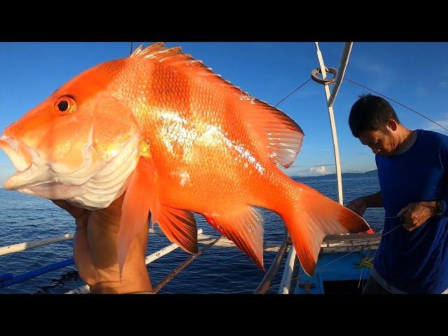 PALANGRI. Kampo ata ng pating naaryahan namin ang dami nila