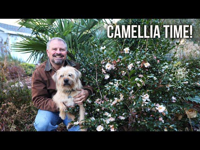 Camellia Time! - Griffin Steals the Show