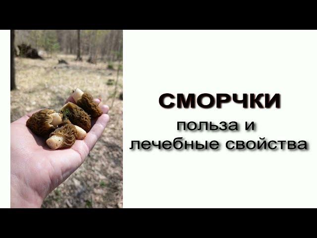 Сморчки. Польза и лечебные свойства.