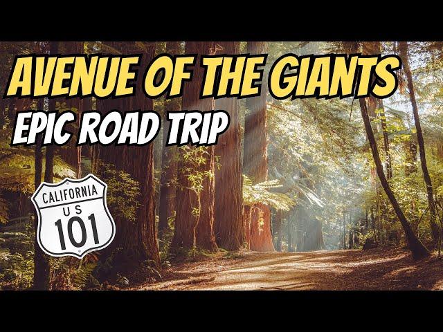 Ride of Your Life: (Giant Redwoods), Sand Dunes, and Ocean Views