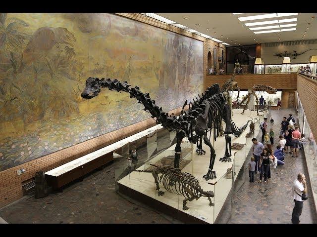 Москва: палеонтологический музей / Dinosaurs in Moscow