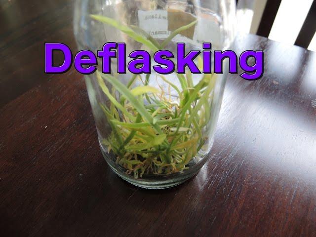 Deflasking Brassia Orchid Seedlings