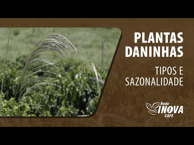 Plantas Daninhas - Tipos e Sazonalidade