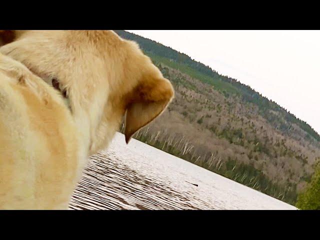 Stella Almost Gets Slapped by a Beaver