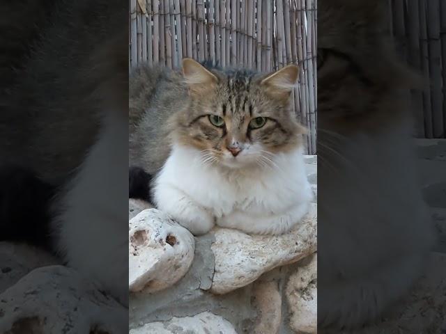 Мохнатый котик на камнях  Смешные коты  Shaggy cat on stones  Funny cats Animals  Memes  Pets 