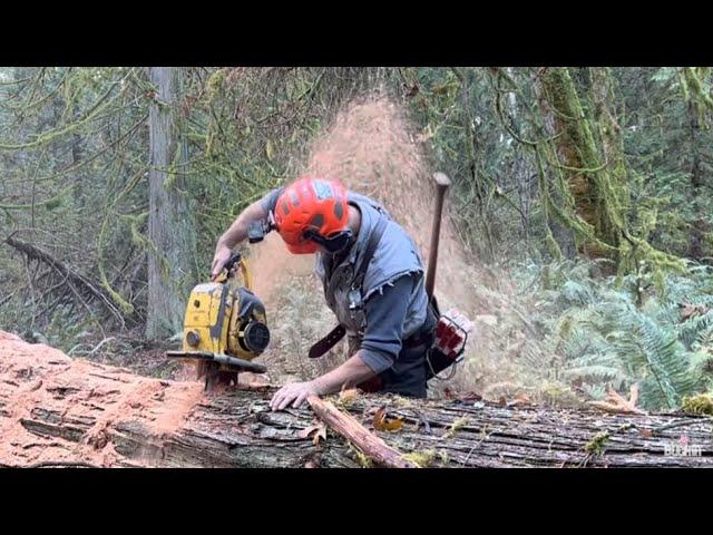 Legendary old Power Saw, puts New chainsaws to shame