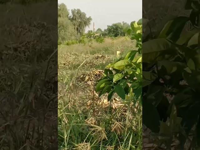agriculture student#short