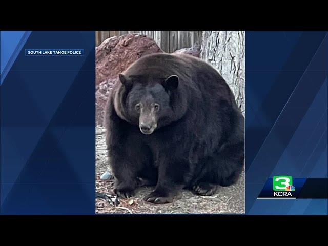 DNA clears 500-pound bear ‘Hank the Tank’ of some Tahoe break-ins, officials say