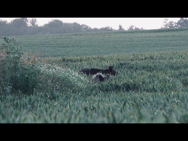 Weizenpirsch auf Sommersauen - Feld und Jagd