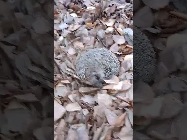 ёжик