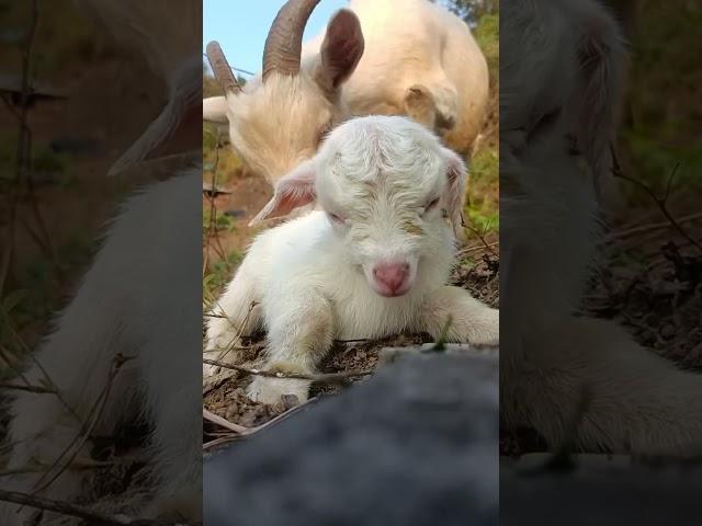 From First Breath to First Leap  A Baby Goat's Extraordinary Journey #cutefarmanimal #animals #cute