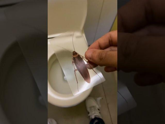 OMG! Roach Prank in Public! - orzutiextra funny TikTok ! #shorts