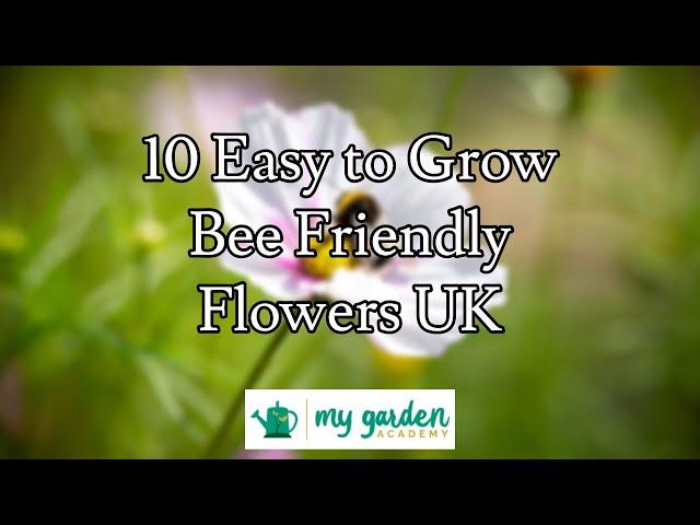 10 Easy to Grow Bee Friendly Flowers UK