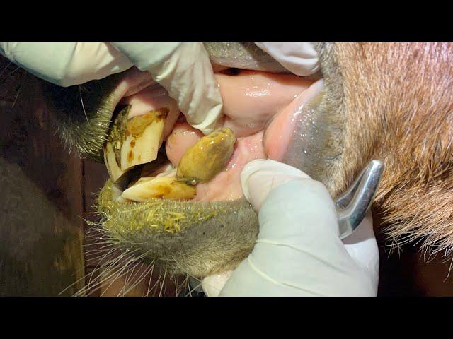 Removing Tartar From An Equine Tooth