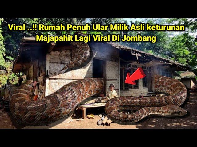 Viral ..!! Rumah Penuh Ular Milik Asli keturunan Majapahit Lagi Viral Di Jombang