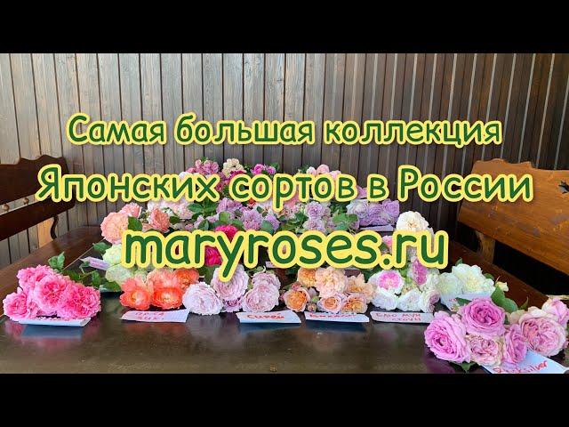 Коллекция Японских Роз в одном обзоре, питомник maryroses.ru