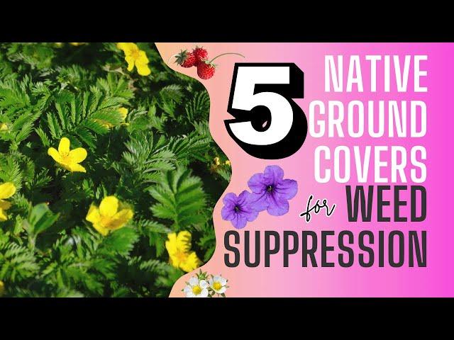 Top 5 Native Groundcover Plants for Effective Weed Suppression 