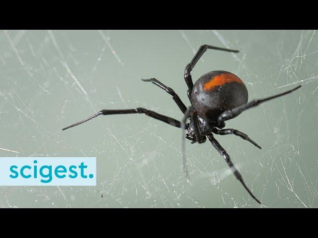 An irresistible virgin redback spider lure (BDIS podcast series)