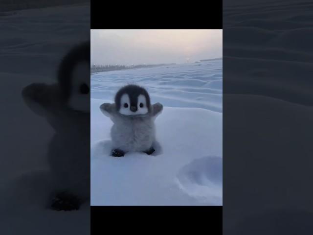 cute baby penguin walking down the snow #penguin #cuteanimal #antarctica
