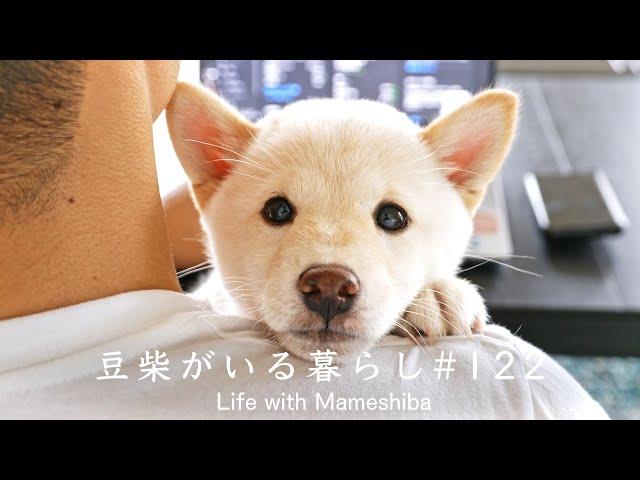 Super Cute Shiba Inu who Wants to Sit on My Lap