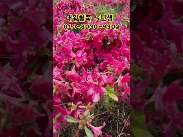 대왕철쭉 5년생 예약받습니다 #대왕철쭉