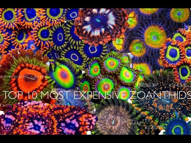 Top 10 Most Expensive Zoanthids | Fish School |