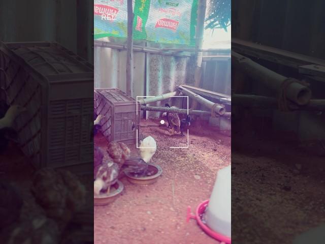 Raising Nattu Kozhi - Day 03  #chicken #farming #farmlife #rooster