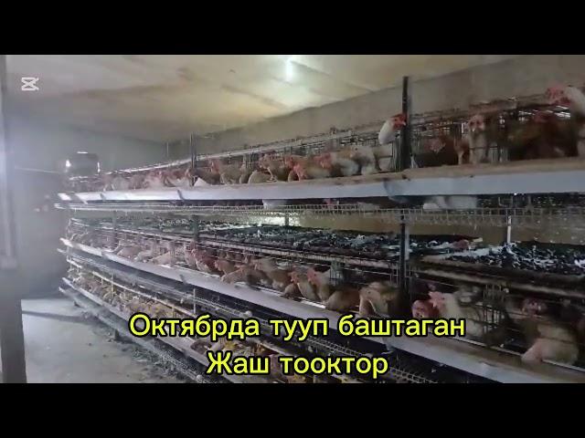 Араванда 350сомдон тоок сатылат#farming #ош #озгон #ноокат #баткен #chicken #кызылкия #оштв#farm