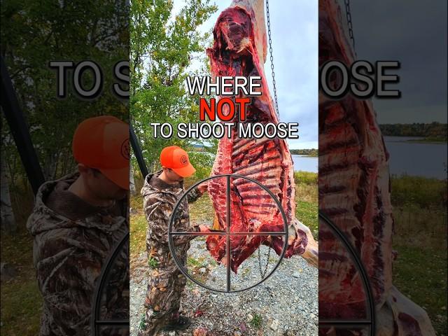 Where NOT to Shoot a Moose | Hunting Tips #moose #hunting #tips