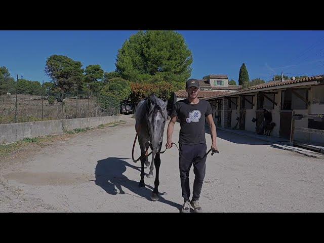 2023 The Arc Sale - Lot 3 f. PALERMA (ALEX THE WINNER x PEACE MINE)
