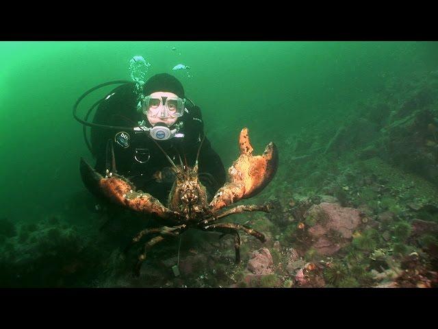 Northern Lobsters of Maine | JONATHAN BIRD'S BLUE WORLD