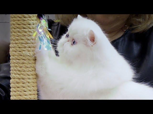 CFA International Cat Show 2018 - Persian kitten class judging.Solids.1