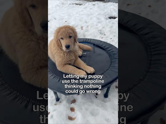 Trampoline dog #dogsofyoutube