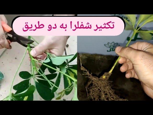 Schefflera cutting training/ Schefflera reproduction training