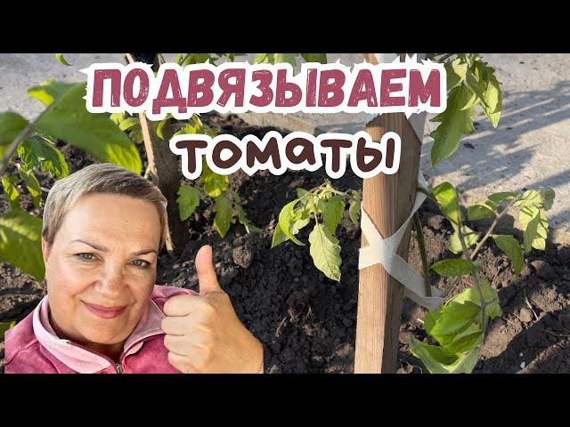 Как просто подвязать помидоры! Простой способ подвязки томатов!#томаты #подвязываем томаты