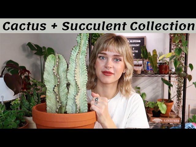 My Cactus + Succulent Collection | desert plants in the PNW 