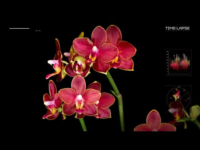 Red Phalaenopsis | Flowers Booming |  Time lapse