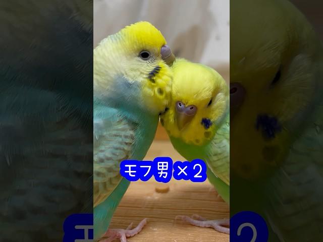 顔をうずめたくなるモフモフ兄弟#セキセイインコ#インコ#たまご保育園