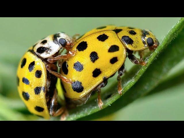 Stunning Yellow Color Animals on Earth