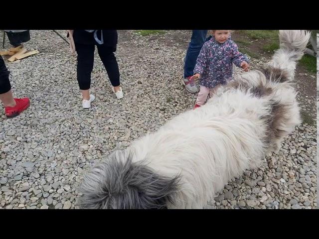 Ciobănesc românesc mioritic uriaș la Stana lui Stefanu(Transalpina)
