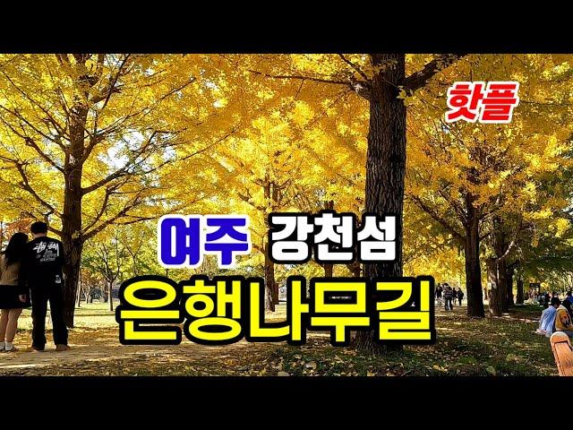 황홀한 황금빛 터널속으로 | 신륵사 강변 가을풍광 | 세종대왕릉 '왕의숲길'