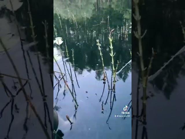 Ловля на летнюю мормышку, на малой реке-КЛЮЁТ ВСЕГДА!!!#рыбалка#рыбак#мормышка#река#топ
