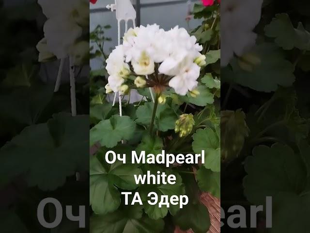 Пеларгония :    Oч Madpearl white,  ТА Эдер.