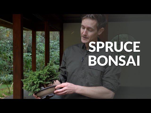 Spruce Bonsai Care (Picea)