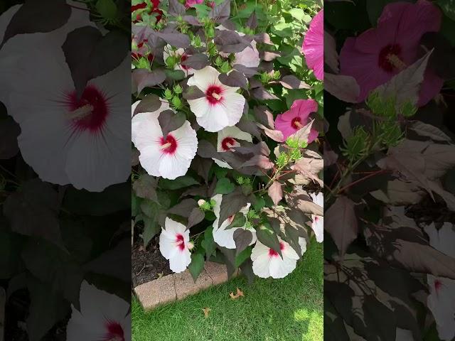 Hardy Hibiscus in full bloom - 12 inch flowers!!