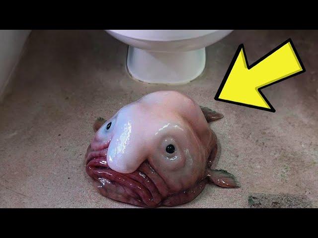 A man finds a "FISH" in the toilet, the vet says, "it's not that, it's not right"