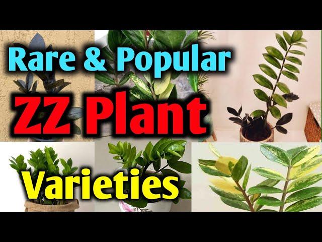 20 Popular and Rare ZZ Plant Varieties with Names and Pictures