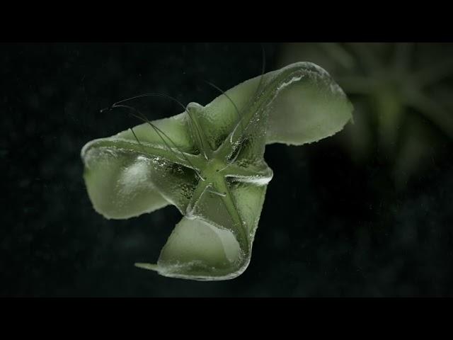 Specimen "F4" - CGI 3D animation - produced with Houdini + Redshift