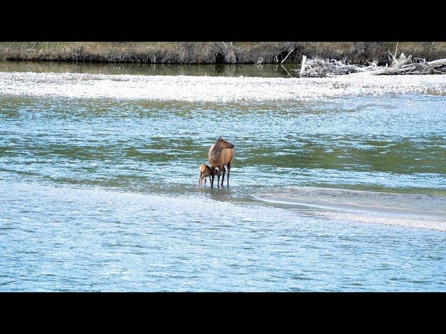 A Newborn Elk's First Day in a Challenging World