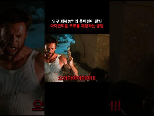 아다만티움 크로가 잘리면 이것도 재생이 될까? #마블 #울버린